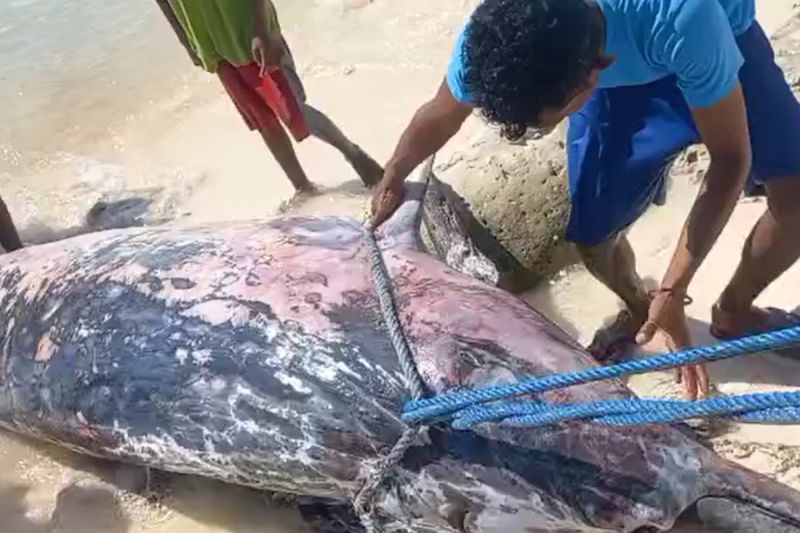 KKP Evakuasi Paus Biru 29 Meter yang Terdampar di Kupang