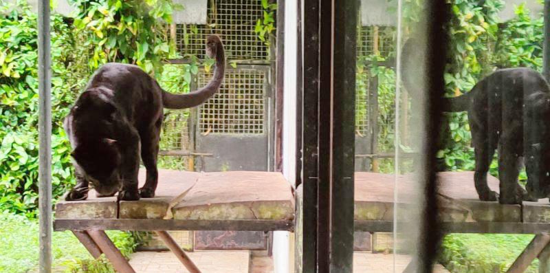 Konflik dengan Masyarakat Banten, Macan Tutul Jawa Jalani Observasi di TSI