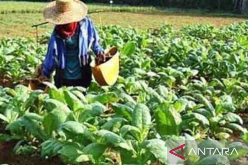 Pemerintah Kabupaten Sampang Menerima bagi Hasil Cukai Sebesar Rp42 Miliar