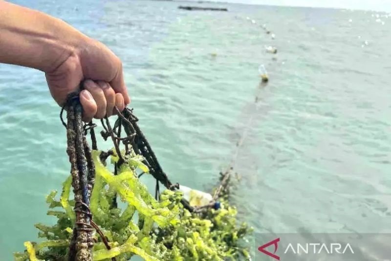 Menggali Potensi Laut! KKP Dorong Hilirisasi Rumput Laut Nonhidrokoloid untuk Ekonomi Berkelanjutan