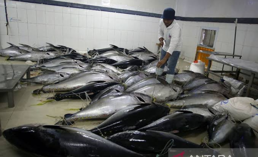 Permintaan Meledak! Tuna Bersertifikat MCS Raup Cuan Besar Usai Kenaikan 24%