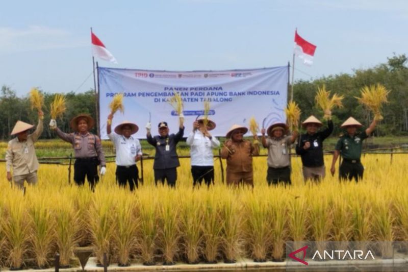 Mengenal Padi Apung: Solusi Bertani Inovatif di Lahan Rawa, Panen Perdana di Tabalong Menjanjikan