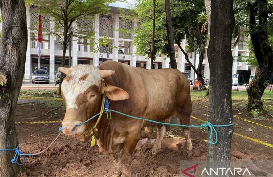 Larang Berjualan Hewan Kurban di Fasos dan Fasum