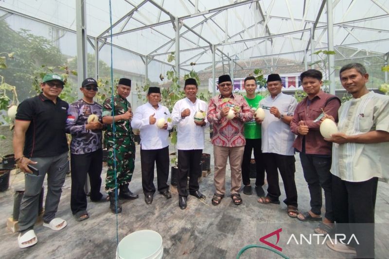 Manisnya Melon Organik Bekasi, Sumber Hidrasi dan Vitamin Alami
