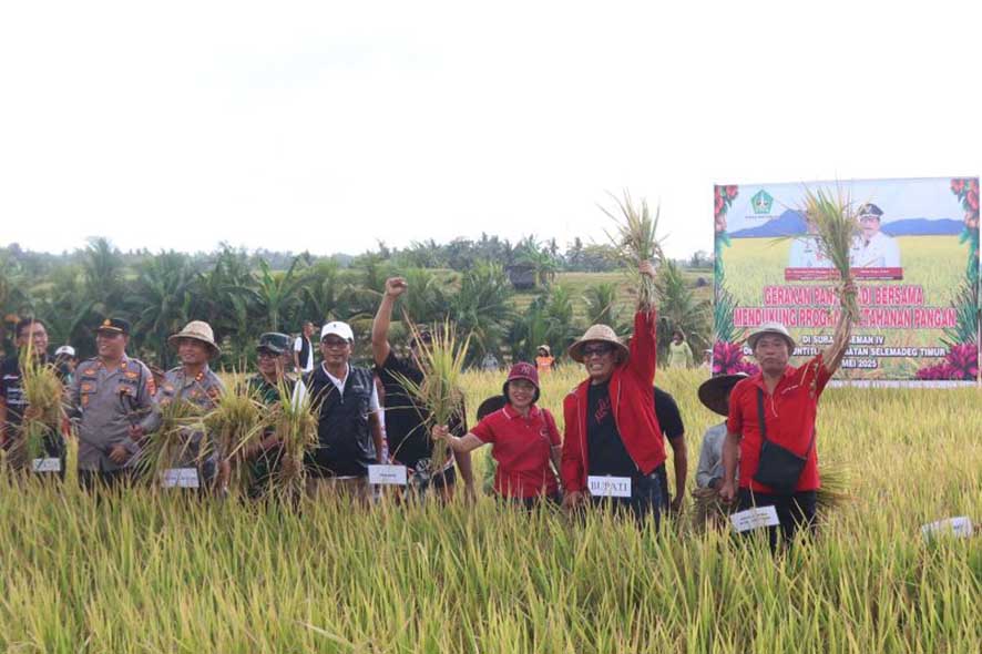 Panen Raya Padi di Subak Aseman Tabanan Bali