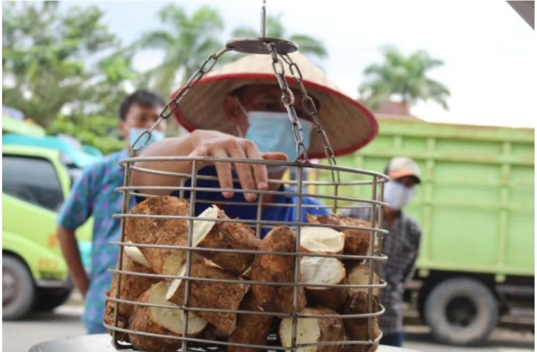 Ancaman atau Peluang? Pemerintah Bahas Pembatasan Impor Singkong dan Tapioka!