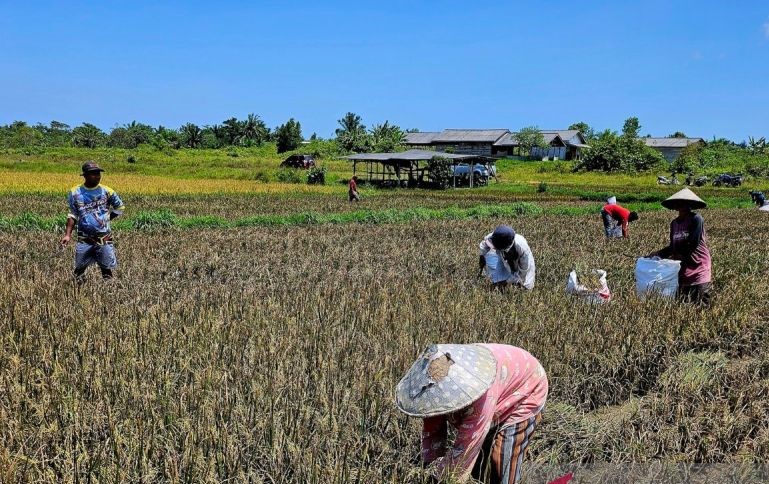 Mewujudkan Kedaulatan Pangan di Wilayah Perbatasan NKRI