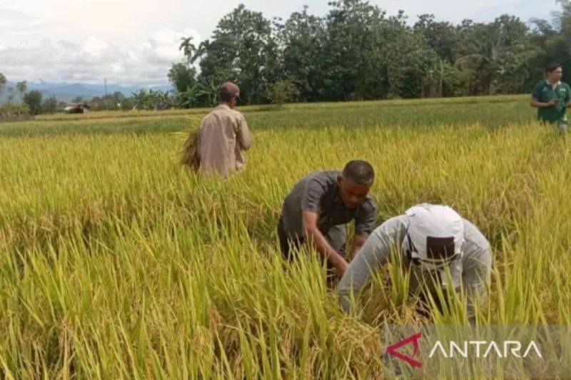 Proyek Besar Dimulai! Aceh Barat Daya Cetak Sawah dari Bekas Kebun Sawit