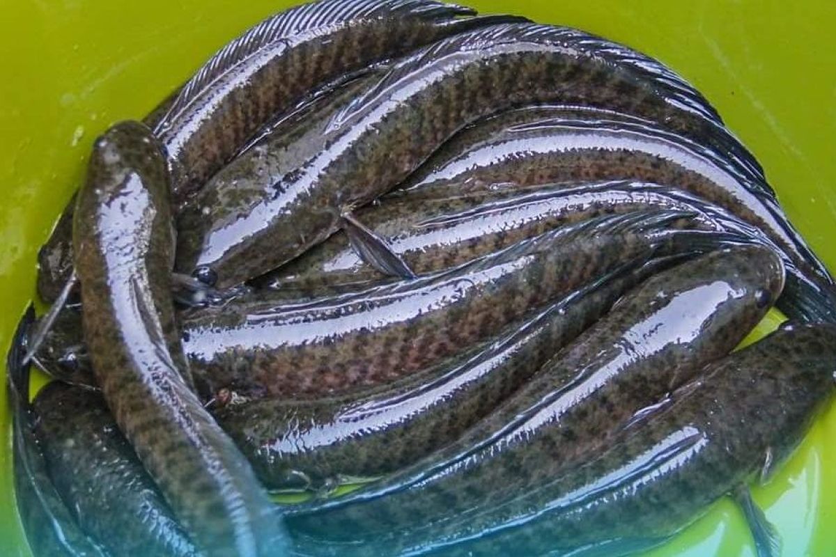 Desa Martajaya Sumsel Jadi Kampung Budi Daya Ikan Gabus