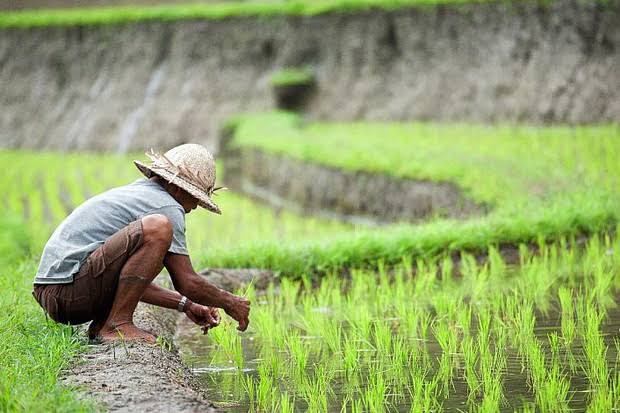 Kementan-IPB Luncurkan Benih Unggul, Produktivitas 12 Ton ...