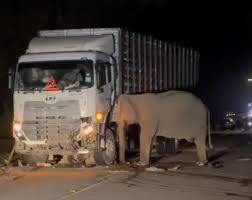 Viral Video Induk Gajah Berduka Usai Anaknya Tertabrak Truk – Pakar Ungkap Akar Konflik Habitat