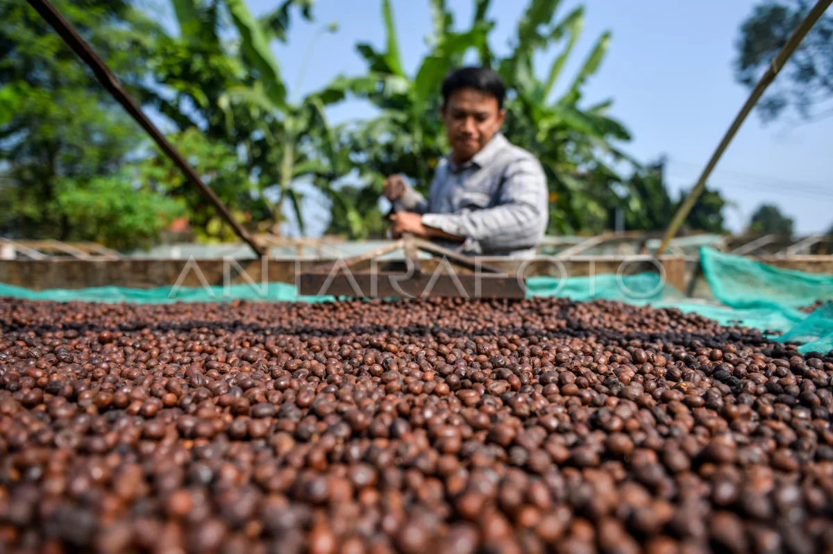Dongkrak Ekonomi dan Devisa: Pemerintah Genjot Produksi Kopi Indonesia untuk Pasar Dunia