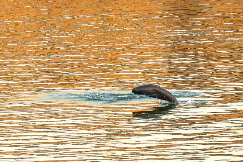 Tiongkok Gunakan Puisi Kuno untuk Lacak Hewan Air di Sungai Yangtze