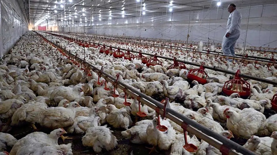 Tiongkok Hentikan Impor Ayam dari Brasil Akibat Flu Burung