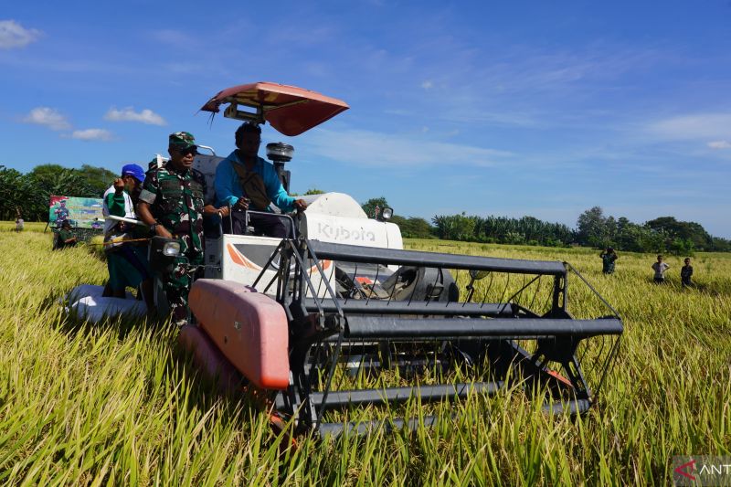 Korem Bersama Bulog NTT Panen Padi di Kupang, Dukung Ketahanan Pangan Daerah