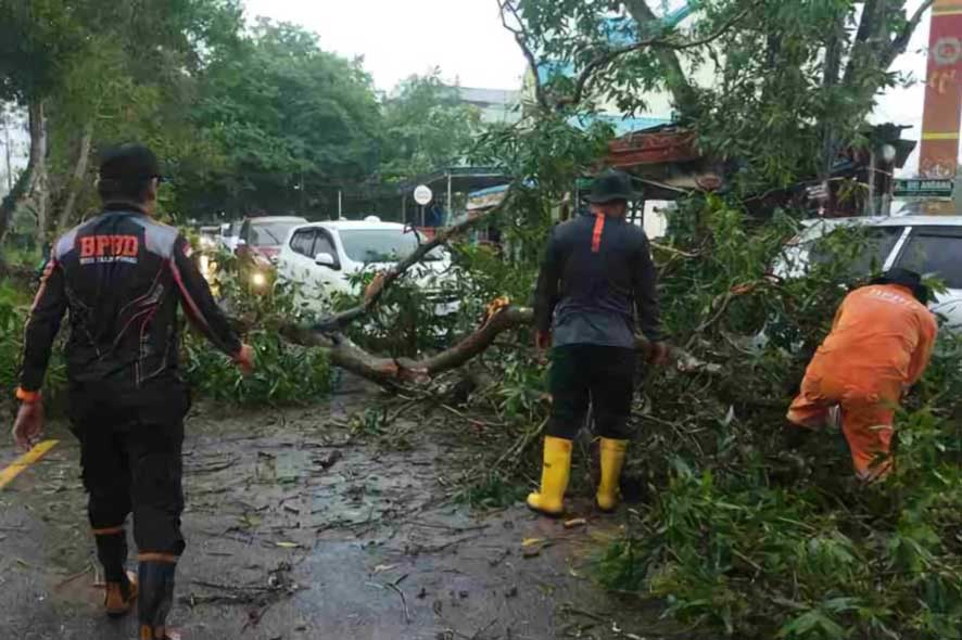 Tim Reaksi Cepat BPBD Tanjungpinang Evakuasi Dua Pohon Tumbang Akibat Cuaca Ekstrem