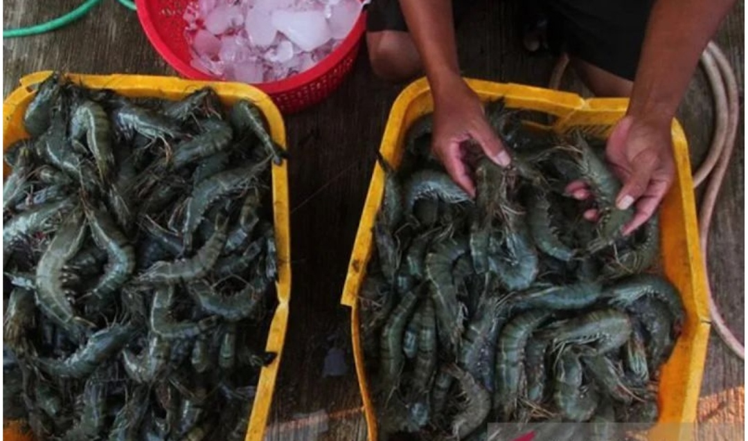 Program Gemarikan Geliatkan Pasar, Udang Lokal Naik Kelas