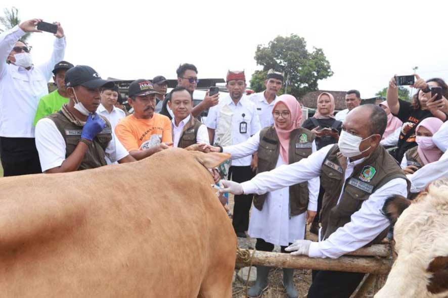 Ketersediaan Hewan Kurban Melebihi Kebutuhan Warga