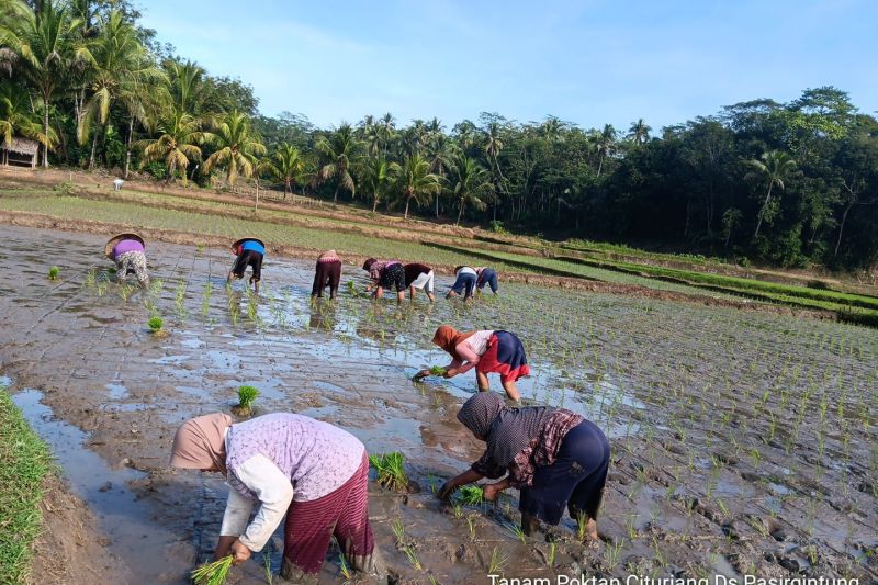 Pemkab Lebak Lakukan Percepatan Tanam untuk Dukung Swasembada Pangan