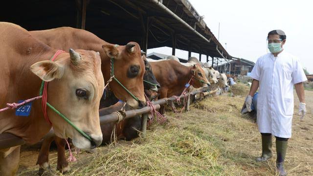 Jelang Iduladha dan Hindari Penyakit Menular, DPR Minta Kementan Intensifkan Pemeriksaan Hewan Kurban
