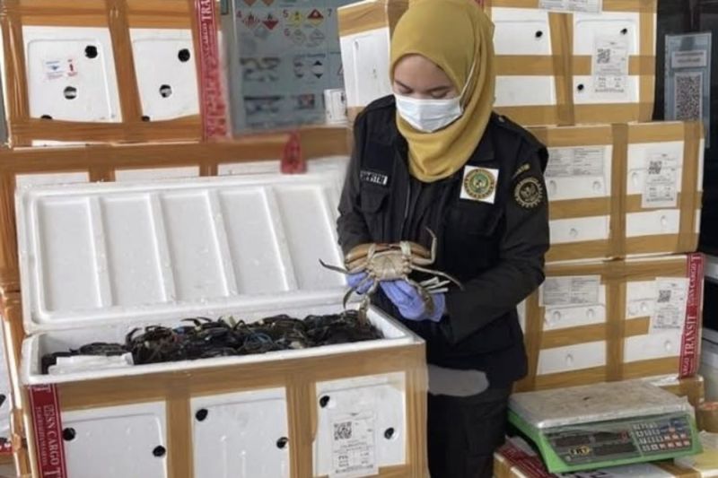 Karantina Kalsel Tingkatkan Ekspor, Sertifikasi Ribuan Kepiting Bakau Siap Dikirim