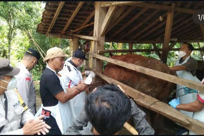 Pemkab Pacitan Beri Kompensasi untuk Peternak Ternak Mati Akibat PMK