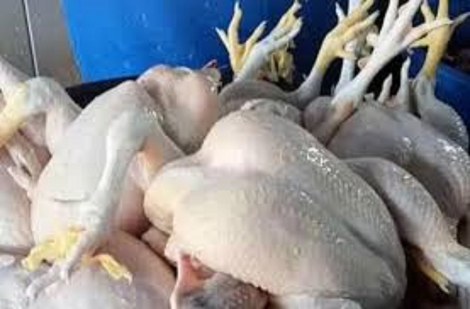 Pemkab Mimika Andalkan Peternakan untuk  Swasembada Protein Hewani