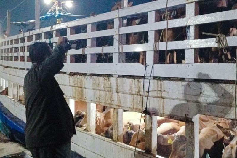 Bangka Belitung Pastikan 7.808 Sapi Kurban Bebas PMK