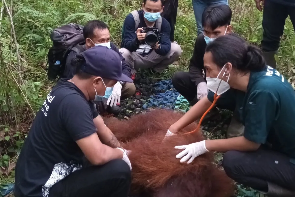 Orangutan Mungky Ditranslokasi ke PSO ARSARI Kaltim