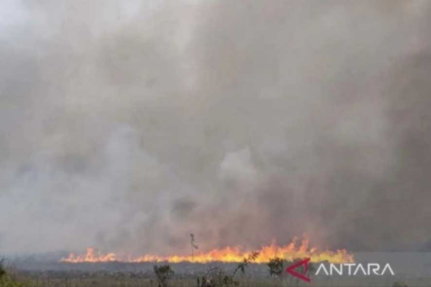 30 Hektare Lahan Mineral di Sumbar Hangus Terbakar