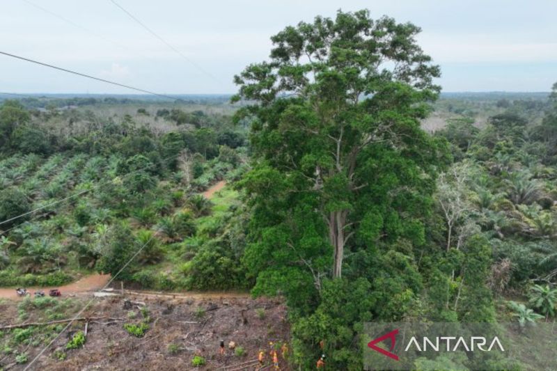 PLN Babel Bersama Warga Bersihkan Pohon Berisiko di Sekitar SUTT