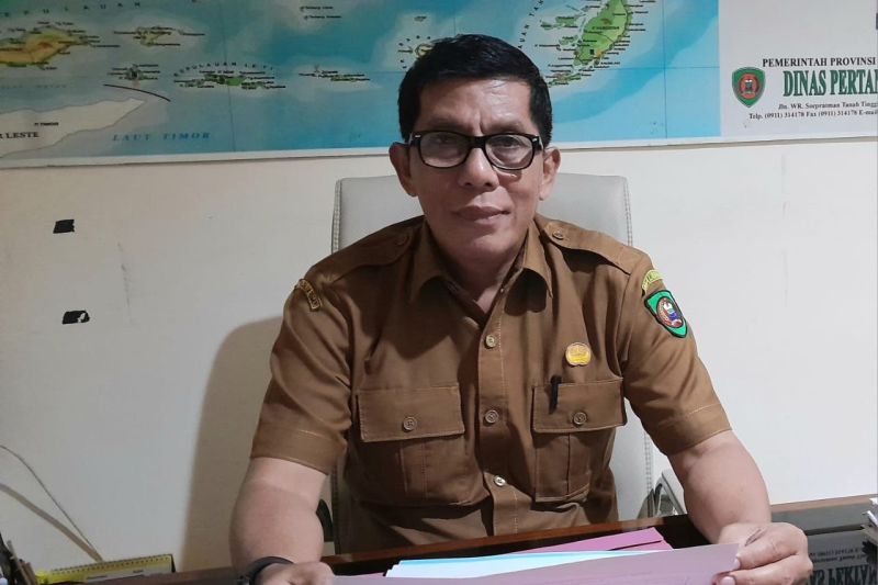 Pemprov Maluku Siapkan 17 Sapi Kurban Bantuan Presiden Jelang Iduladha 2025