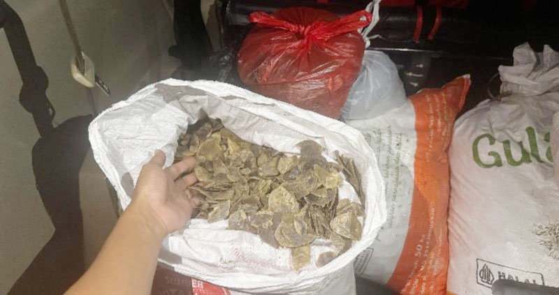 Kemenhut Gagalkan Penjualan 80,5 Kg Sisik Trenggiling di Kalsel