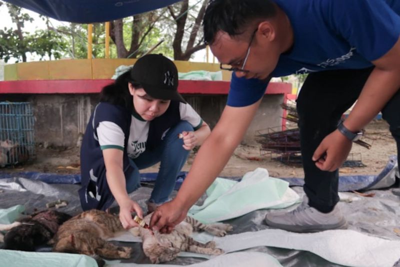 DKI Jakarta Targetkan Sterilisasi 22 Ribu Kucing Tahun Ini