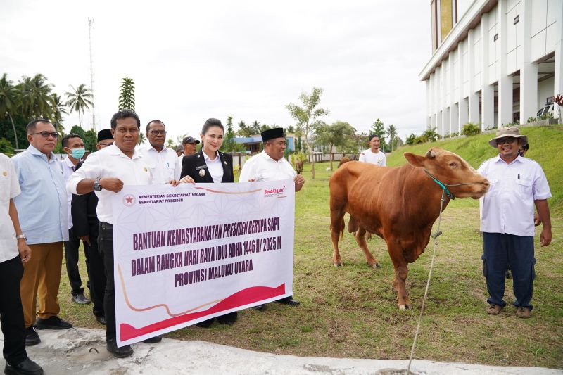 Bantuan Presiden, 11 Sapi Kurban Disalurkan Gubernur Malut