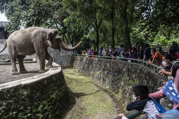 Sebanyak 15 Ribu Wisatawan Kunjungi Ragunan