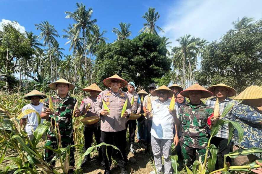 Panen Raya Jagung untuk Wujudkan Ketahanan Pangan