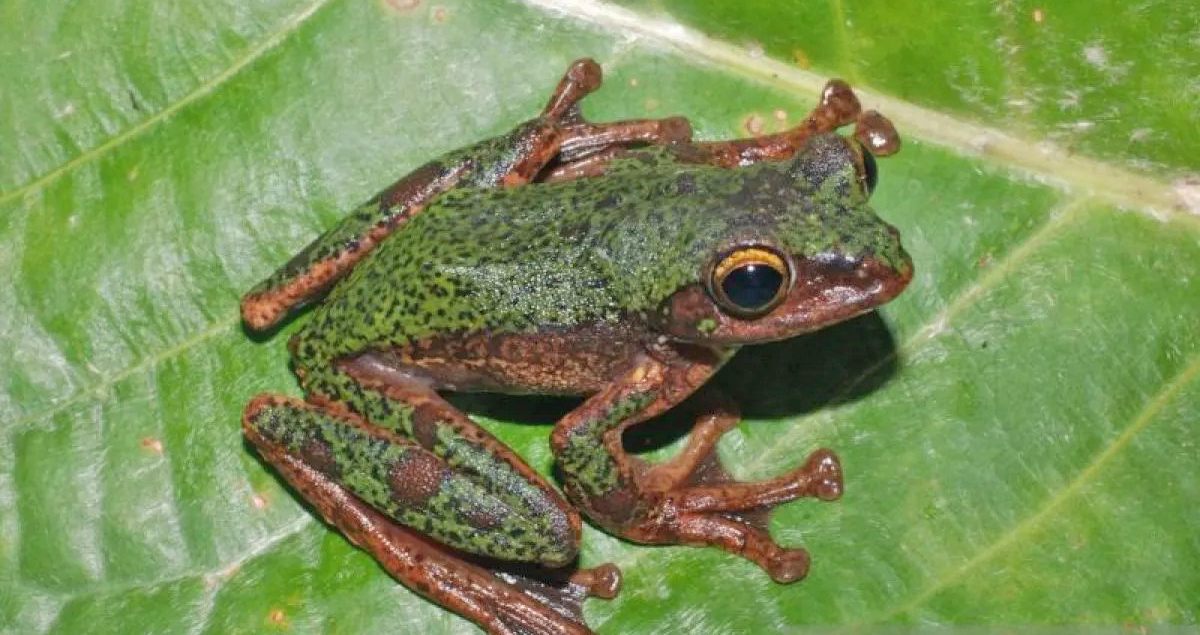 BRIN Identifikasi Spesies Baru Katak Pohon Endemik Sulawesi