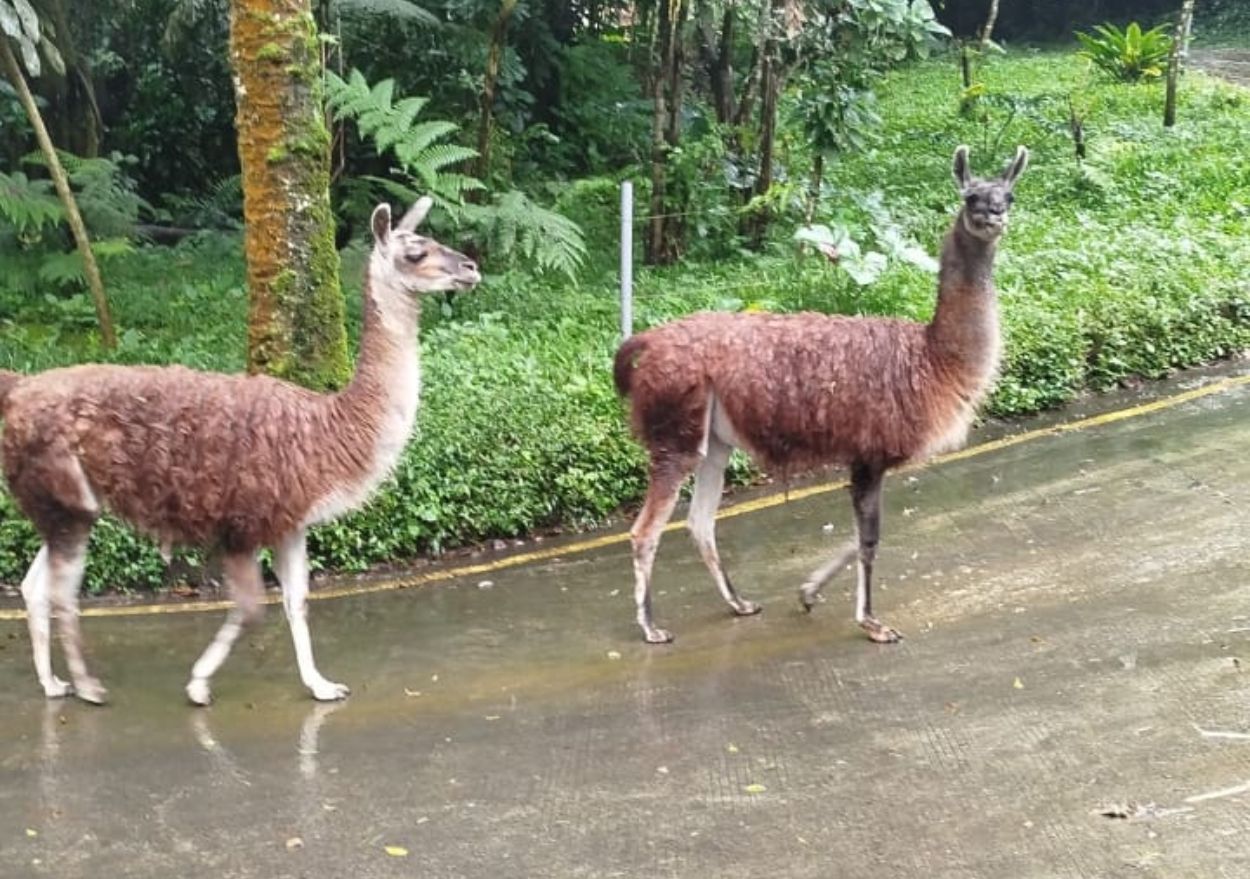 Fakta di Balik Guanako Taman Safari Bogor Suka Tidur di Jalan