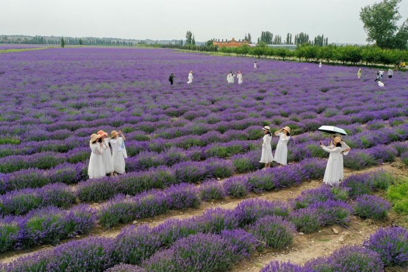 Festival Wisata Lavender Dorong Pertumbuhan Ekonomi di Xinjiang