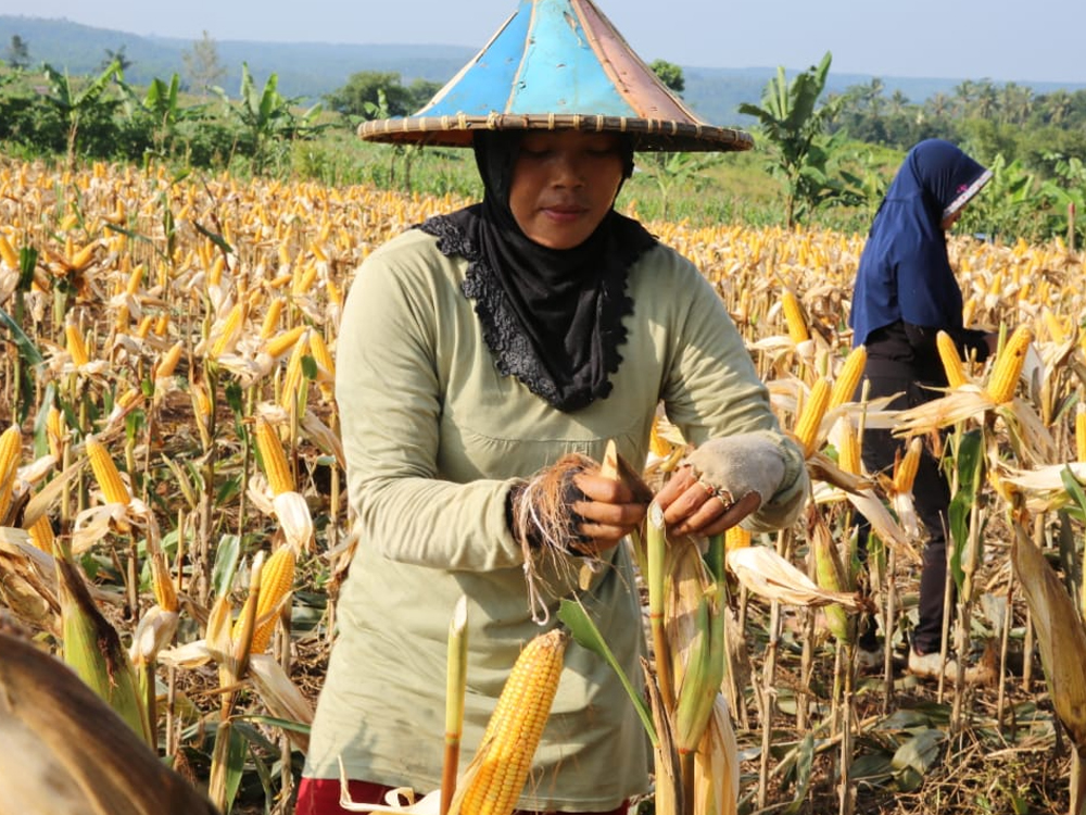 Perkuat Ketahanan Pangan, NTB Dorong Pembangunan Silo