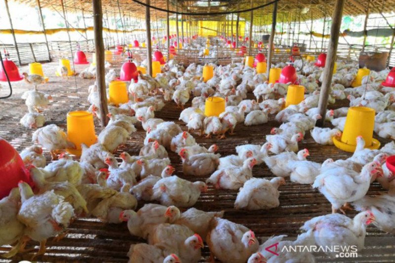 Harga Ayam Hidup Ditentukan Rp18 Ribu, Solusi atau Tekanan Baru?