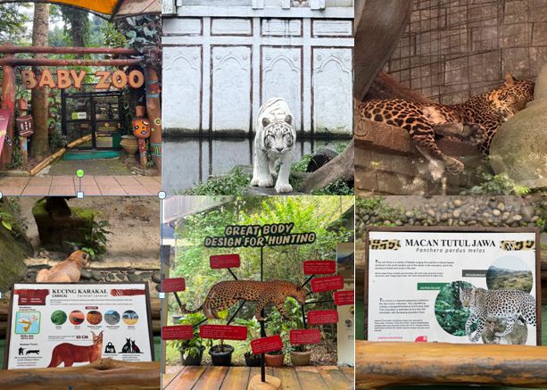 Anak Lupa Pelajaran Saat Liburan? Solusinya Jalan-jalan ke Baby Zoo Taman Safari Bogor!