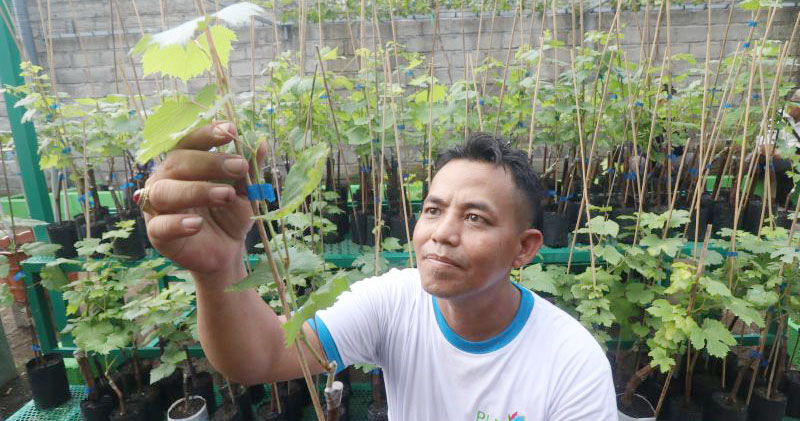 BRIN Ungkap "Speed Breeding" untuk Maksimalkan Pemuliaan Tanaman Buah