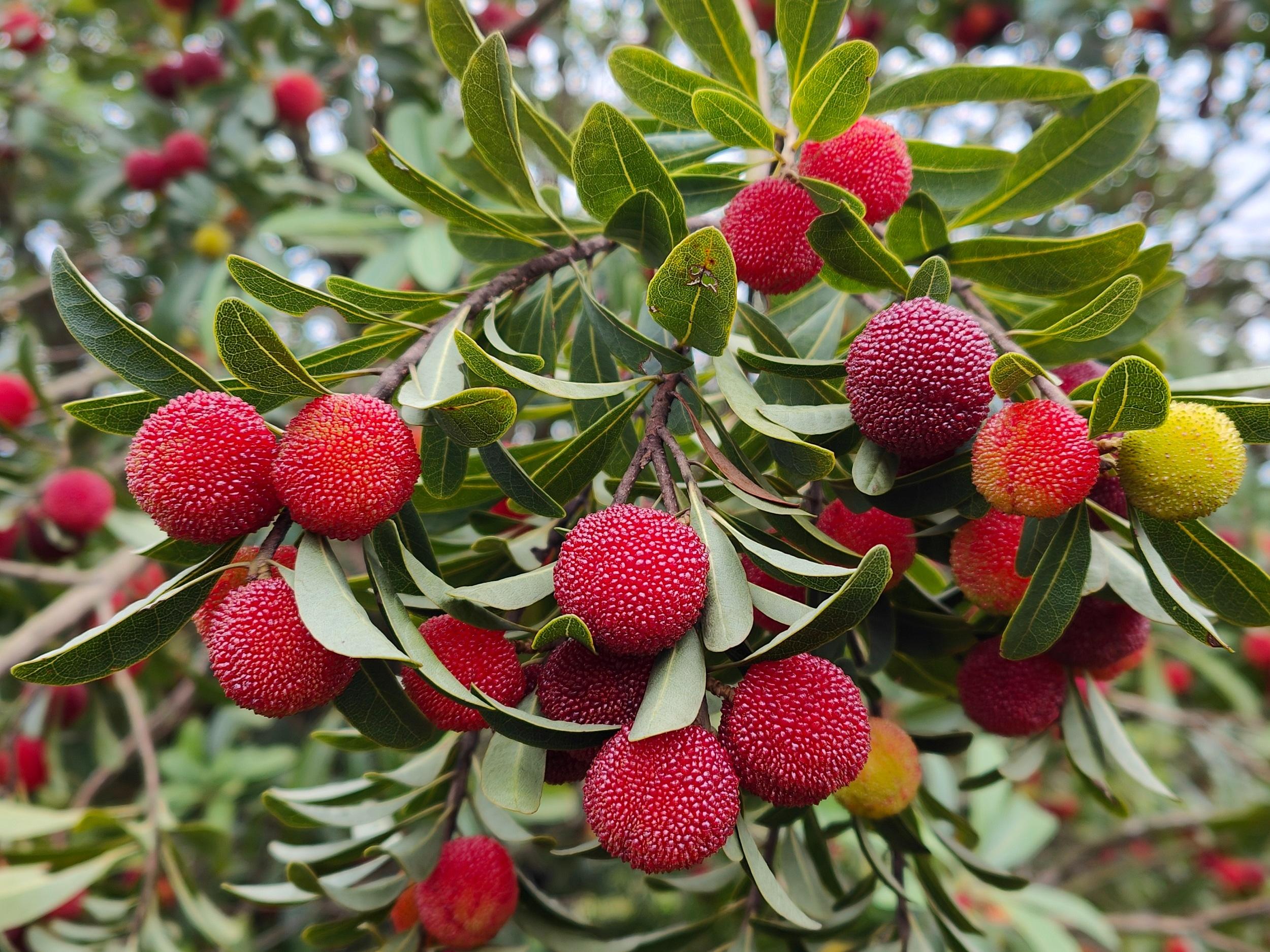 Tiongkok Ekspor Buah Waxberry Premium ke Jerman