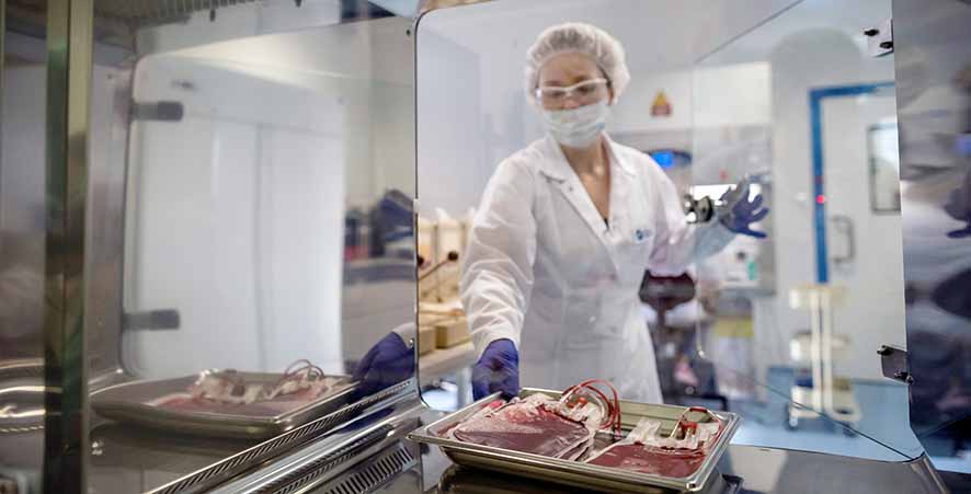 Protein Nod1 dari Darah Sendiri Berguna untuk Ciptakan Sel Punca