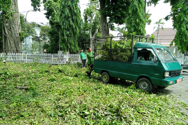 BPBD Mataram Kerahkan Tim Pantau Pohon Rawan Tumbang di Musim Angin Kencang