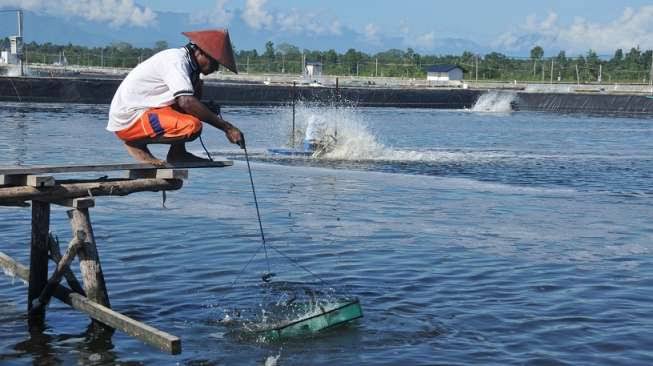 KKP Segera Revitalisasi Tambak Seluas 78.550 Hektare