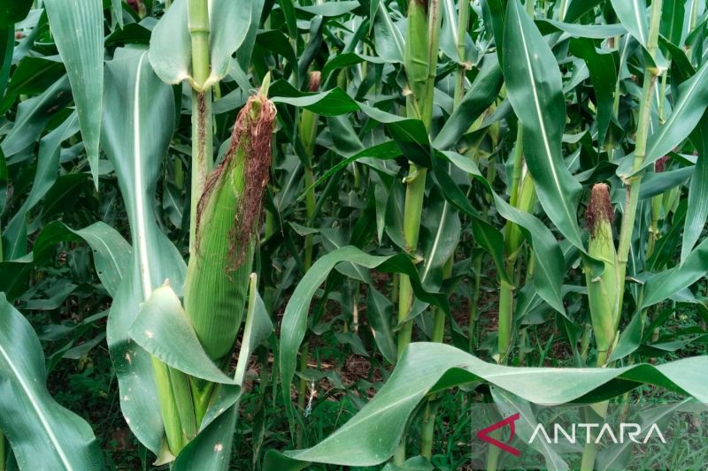 Pemkab Padang Pariaman Buka Peluang Investasi Ketahanan Pangan 