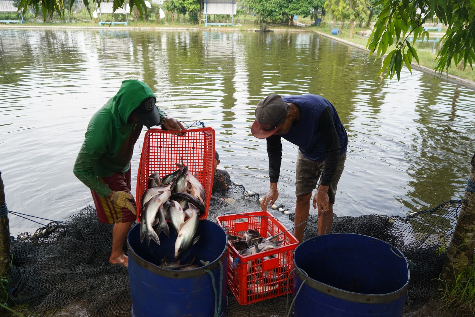 Tingkatkan Daya Saing, KKP Terbitkan Regulasi Standar Bahan Baku Ikan